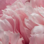 Fragrance Layering Combos: Create Your Signature Scent Fragrance Layering Combos